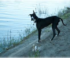 Harlequins, mantles, blacks, blues and merles. Great Dane Verified Dog Breeders Near Dallas Texas Usa Page 1 10 Per Page Puppyfinder Com