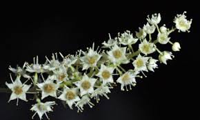 Image result for Atalaya alata