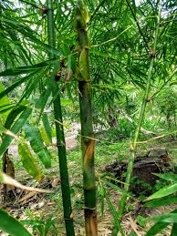 Image result for Bambusa vulgaris