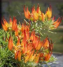 Image result for Lotus berthelotii