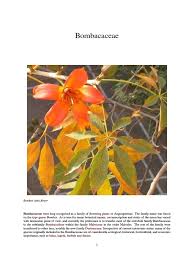 Image result for Malvaceae subfamily Bombacoideae