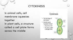 More images for what is cytokinesis called in animal cells » Cell Division What Are The Functions Of Cell Division Ppt Download