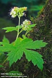 Image result for Hydrophyllaceae