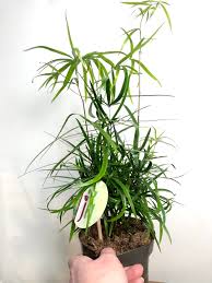 Image result for Asparagus falcatus