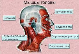 Апгрейд мозга: как улучшить мозговое кровообращение? Аккуратно устраните  спазмы мышц головы и шеи | Причины Здоровья | Дзен