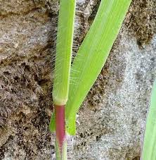 Image result for Digitaria compressa