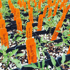 Maybe you would like to learn more about one of these? Spade And Seeds Edible Plant Nursery Los Angeles Loretta Allison