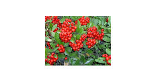 Image result for Pycnosphaera buchananii