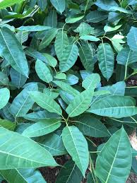 Image result for Ficus ingens