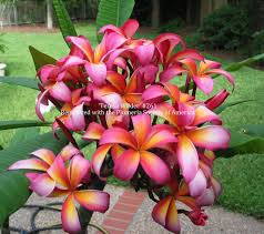 Plumerias are often associated with hawaii because they are used to make traditional leis and other plumeria grows in clusters and can produce up to 200 blossoms per cluster. The Plumeria Society Of America Inc