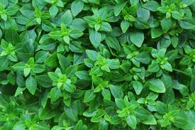 Image result for Ocimum basilicum