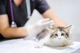 A leucemia felina é um ponto de muitas dúvidas para quem começa a saber mais sobre o universo felino. Leucemia Felina En Los Gatos Sintomas Vacuna Contagio Feelcats Blog