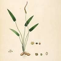 Image result for Bergia capensis