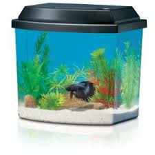 Top 10 tank mates for betta fish. Your Fish Will Glide Around The Beautiful Curved Surfaces Of This Aquarium Petsmart 19 99 Betta Fish Care Betta Fish Betta Fish Tank
