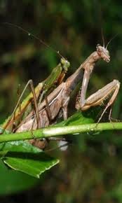 Pin On Insects