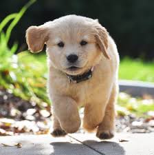 Being an exclusivly golden retriever breeder, we only breed akc registered golden retrievers (no puppy mill here, we love goldens!). Harvestime Kennel Home