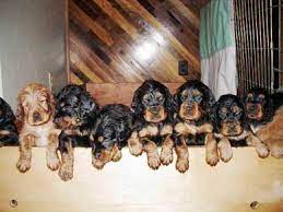 Pin On And They Called It Puppy Love