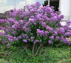 Edit or improve upon this plant file by clicking here. Centennial Dwarf Purple Crape Myrtle New Life Nursery