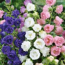 Double Canterbury Bells Seeds Campanula Medium Flore Plena Pink Double Perennial Flower Seeds Flowers Beautiful Flowers