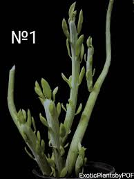Image result for Kleinia sp.no.1