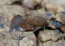 Image result for Cosmia diffinis