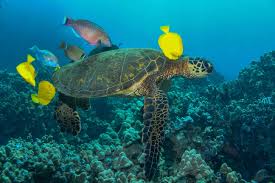 The flatback sea turtle ( natator depressa) occurs in the seas between australia and new guinea; Study Shows That Management And Evolution Give Hope To Coral Reefs Facing The Effects Of Climate Change Uw News