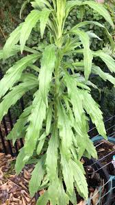 Image result for Erigeron sumatrensis