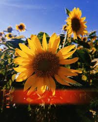 Insta Heatherlynn21 Sunflowers Flowers Huji Hujicam Sunflower Wallpaper Cute Tumblr Wallpaper Tumblr Photography