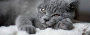 If your cat is a diva (regardless of gender—all cats can be equally fond of the spotlight), naming your kitty after someone famous is the least you can do to please. 10 Great Grey Cat Names To Get You Inspired Purina