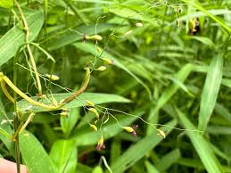 Image result for Panicum trichocladum