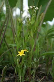 Image result for Hypoxis urceolata