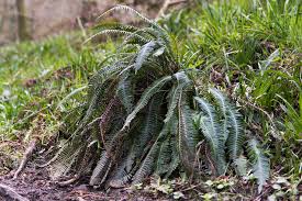 Image result for Blechnaceae