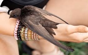 Результат пошуку зображень за запитом "стриж"