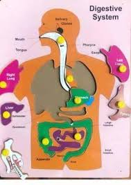 The large intestine takes water and minerals out of the leftover. Dawnrays Wooden Digestive System Human Body Internal Organ System Human Wooden Tray System With Knobs Learning And Educational Puzzle Toys For Kids Students Wooden Digestive System Human Body Internal Organ System
