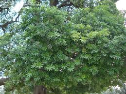 Follow nếp và hoa sữa (@_alstonia_scholaris_) to never miss photos and videos they post. Plantfiles Pictures Alstonia Species Blackboard Tree Devil Tree Alstonia Scholaris By Cactus Lover
