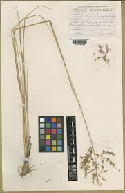 Image result for Alloeochaete oreogena