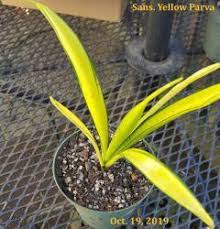 Image result for Sansevieria dooneri