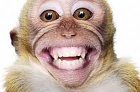  Fantastis 28 Gambar Monyet Lucu Kartun Gambar Monyet Lucu Banget Bergerak From Www Gambarunik Id Download 910 Gambar Hewan Lucu Wa Pal Gambar Kartun Lucu