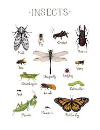 Insects Field Guide Art Print In 2019 Insect Art Bug Art