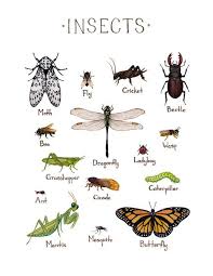 insects field guide art print in 2019 insect art bug art