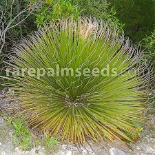 Image result for Pavetta decumbens