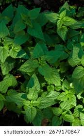 Image result for Urticaceae