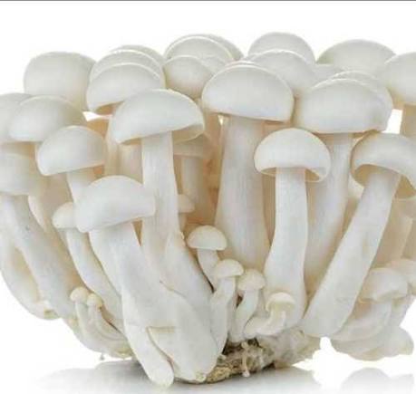 Shiitake Mushroom