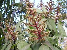 Image result for Mangifera indica