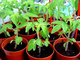 It earns its name giant because some have grown to 4 pounds! Avoid These 6 Mistakes When Buying Tomato Plants Southern Living