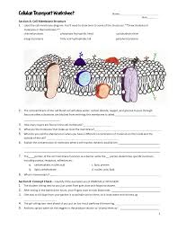A solute is any there are two things to always remember about osmoses and tonicity: Cellular Transport Worksheet