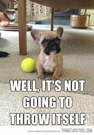 You Better Move On Funny Dog Images Funny Dog Pictures Cute Animals