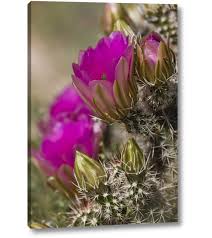 Top 10 edible plants, cactus, and trees for the arizona desert!in this video jake mace shows you his top 10 edible sonoran desert plants, bushes, cacti. Millwood Pines Arizona Tucson Hedgehog Cactus Photographic Print On Wrapped Canvas Wayfair