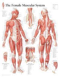 Muscular system diagram posterior (back) view | jen reviews. The Female Muscular System Scientific Publishing