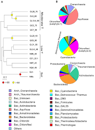 comparison of microbial composition at the phylum level otus